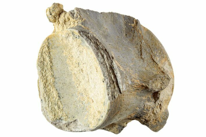 Fossil Mosasaur (Platecarpus) Caudal Vertebra - Kansas #229628